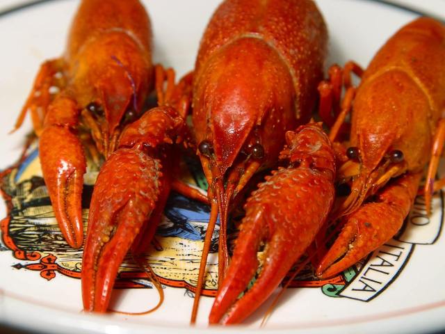 Crayfish claw mistakenly eaten whole becomes huge pain in the ass